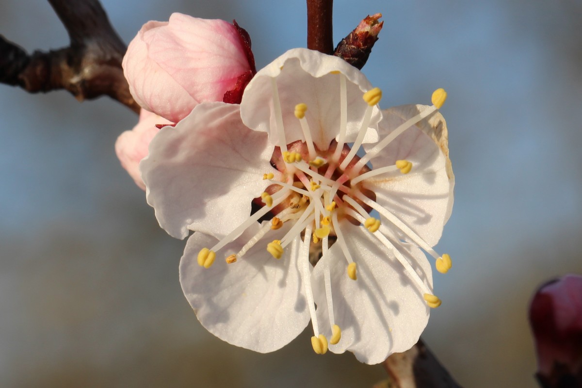 24-03-2021 - Fleur d'abricotier